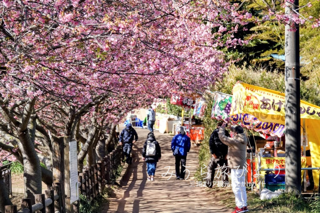 三浦海岸桜まつり・小松ヶ池公園の桜並木と屋台（撮影日：2023.02.21）