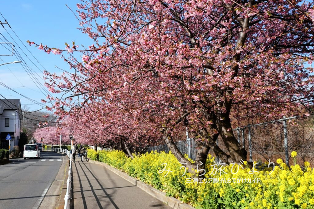 三浦海岸河津桜並木・満開の朝の桜並木（撮影日：2025.02.28）