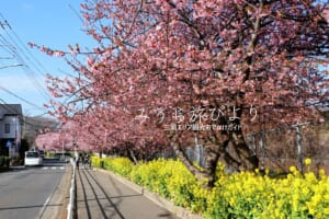 三浦海岸河津桜並木・満開の朝の桜並木（撮影日：2025.02.28）