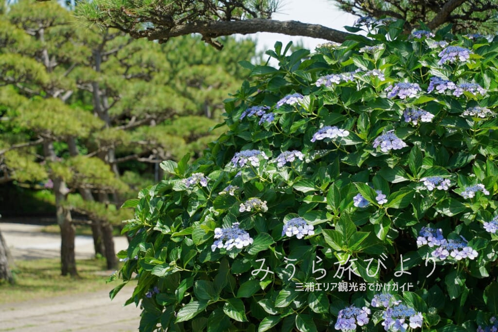 県立城ヶ島公園・松林に咲くあじさい（撮影日：2024.06.12）