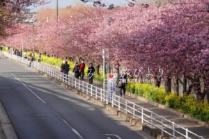 三浦海岸河津桜並木・三浦海岸側から望む（撮影日：2025.02.28）